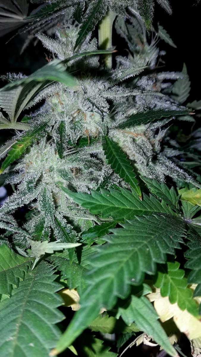 AdrycManellson's tweet photo. Weed Tarde Verde Mundo, con #FairyWave2 #NuevosProyectos de mi Hada @INMAQ16 y @GreenbudSeeds, #LEC315Wts @DPlantasur #RefPet by @ThePureFactory_, #Sust #GrowMix @PlagronAruba #Fert #Orgánico @ProXL_Spain,
Desde el Hospi hoy Os Deseamos.
Gracias a Tod@s y Sed Muy Felices...🧚‍♂️😎 https://t.co/0MsFd9roWX