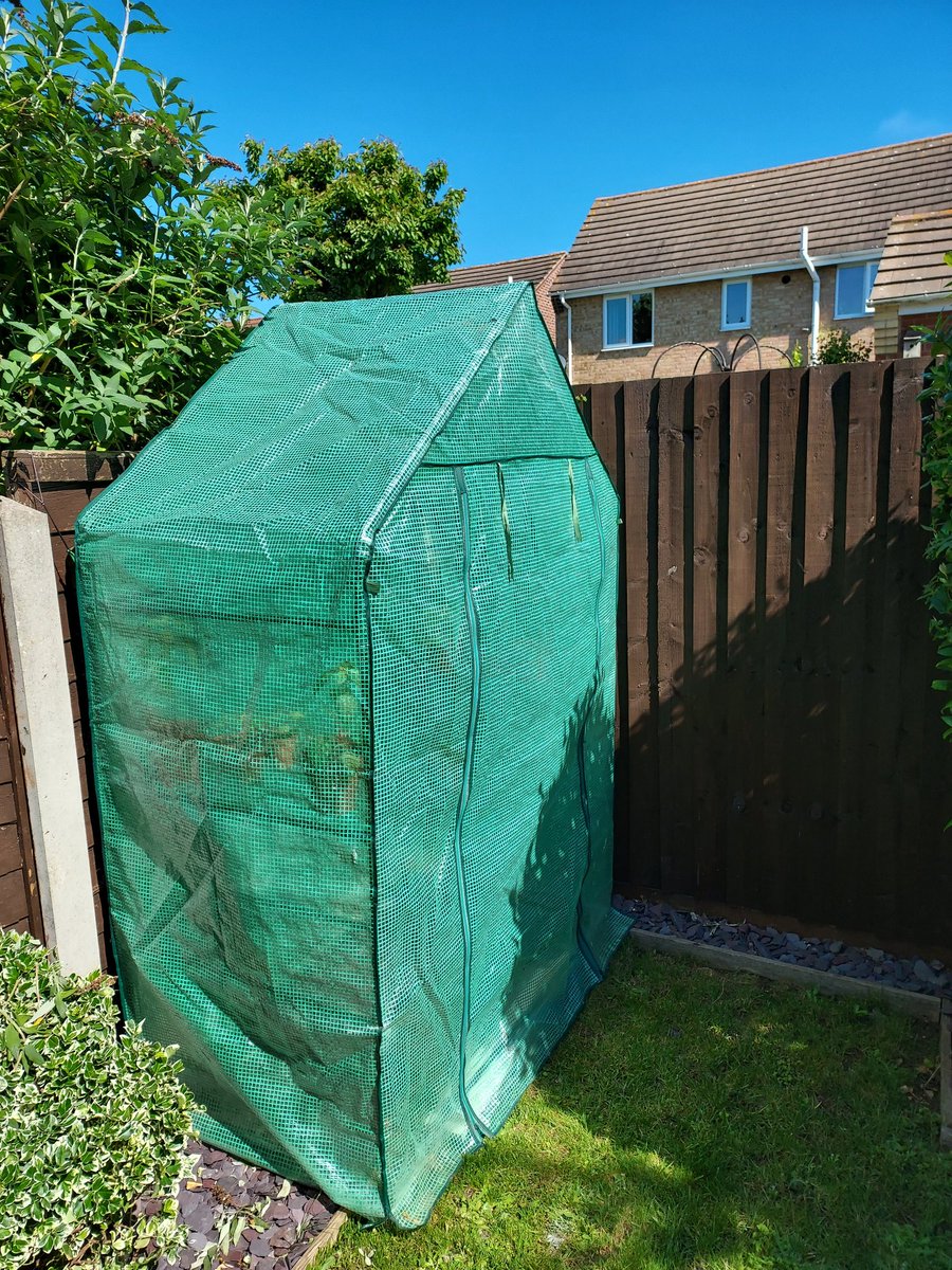 TheHappyPepper's tweet photo. The greenhouse is up and in the sun, still on the hunt for a glass one, but  this will do for this season! https://t.co/uQjyjzCOmr