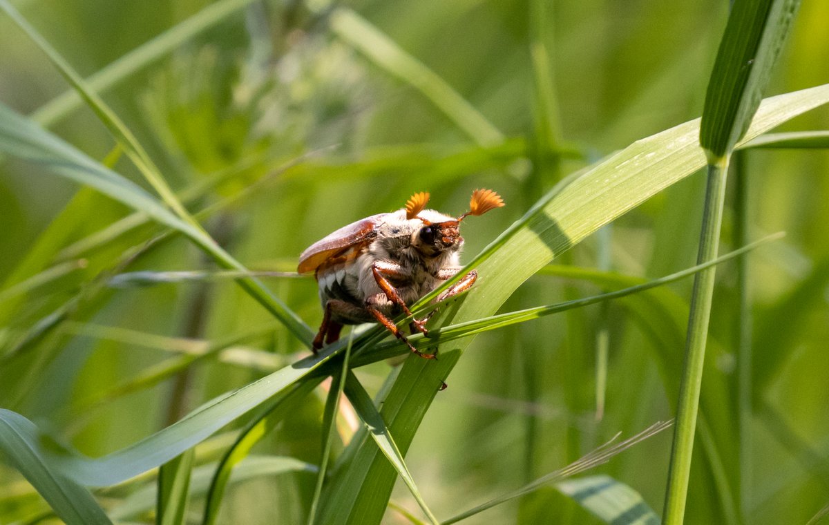 KevinB39's tweet photo. What a way to start #30dayswild my first ever #cockchafer at the Oakham canal. What a beauty!

@thewildlifetrusts @bbcspringwatch #springwatch #bbccountryfilemagpotd https://t.co/UmcWPjq9bL