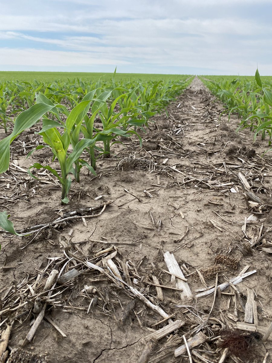 ColbyAwoods's tweet photo. @ChannelSeed 214-78DGVT2P having another great start in 2021! Planted 4/29/21 in Yutan, NE. This is for sure a top product in our seed portfolio moving forward! #grow21 #AgTwitter #FCUS https://t.co/kl5YLmtbi4