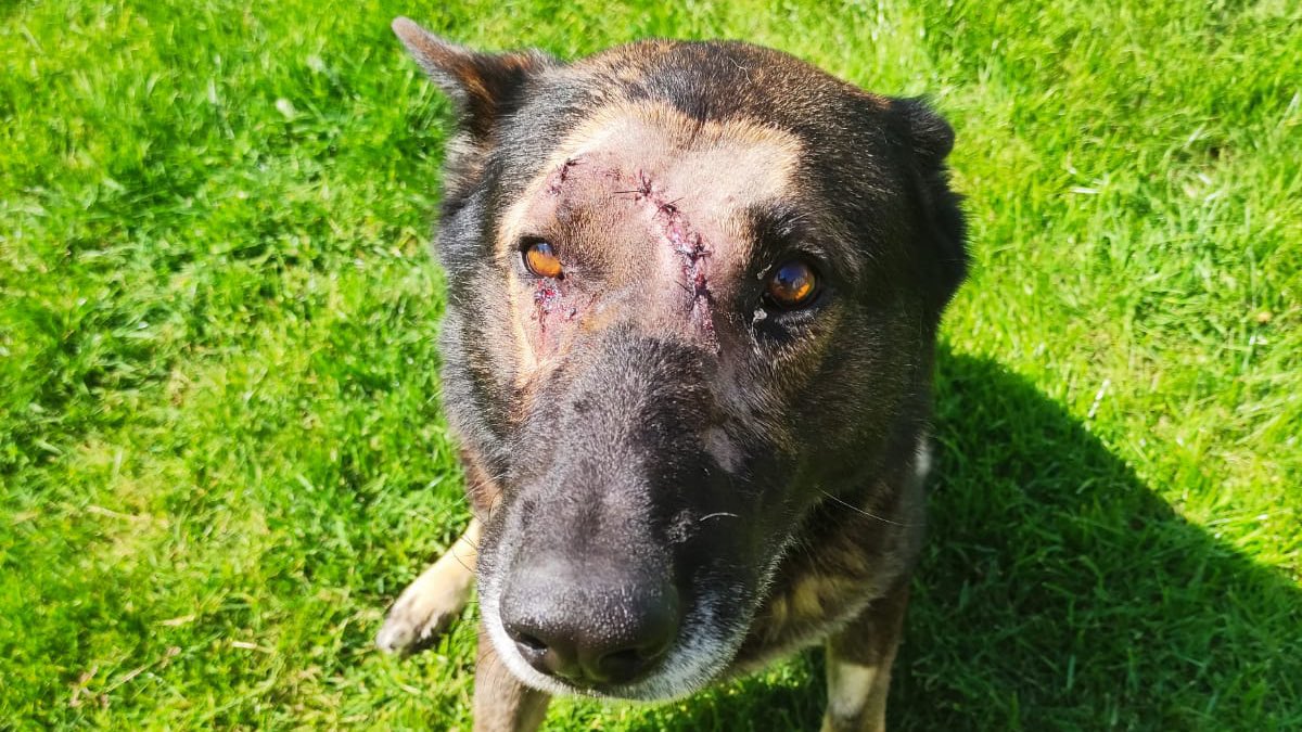 We are wishing PD Kaiser from @metpoliceuk a speedy recovery after he was attacked on duty last night. Kaiser is lucky to be alive, after he was stabbed 5 x in the head. Despite being stabbed, Kaiser kept hold of the man until he was arrested. Get well soon Kaiser! 💙🇬🇧🐶