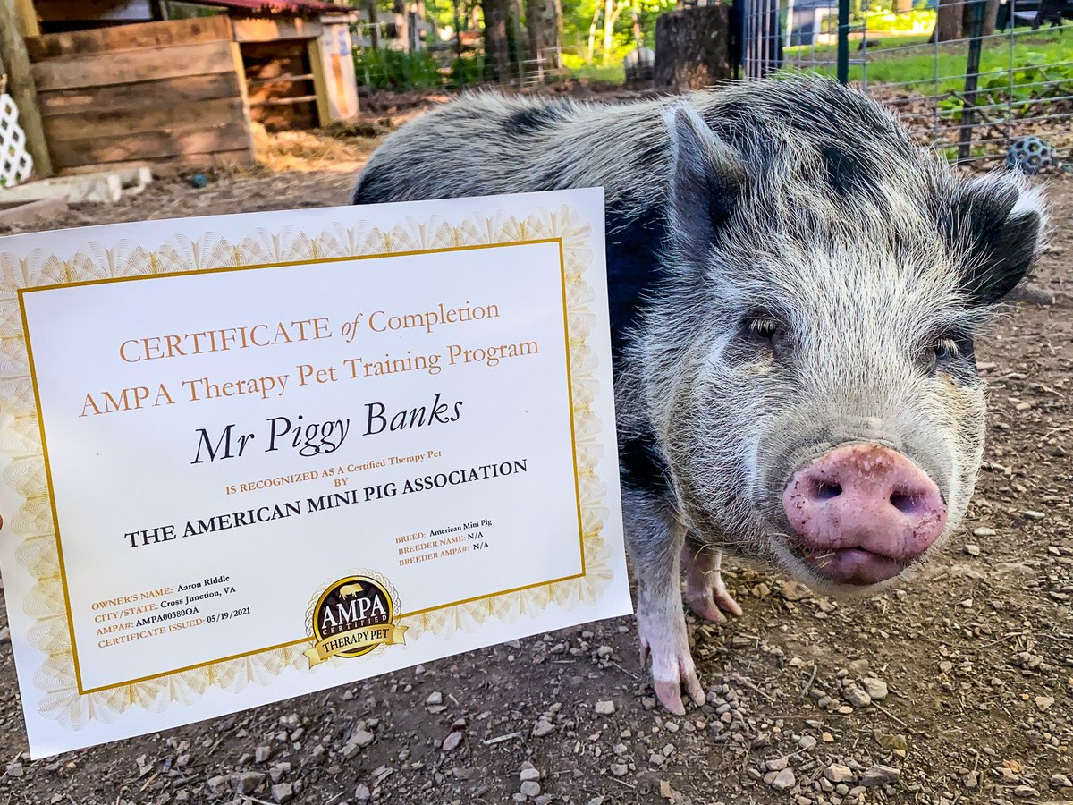 Mr. Banks did it!!! He is a certified therapy pig just like me now!!! 🏆❤️🐷 #therapypet #americanminipigassociation