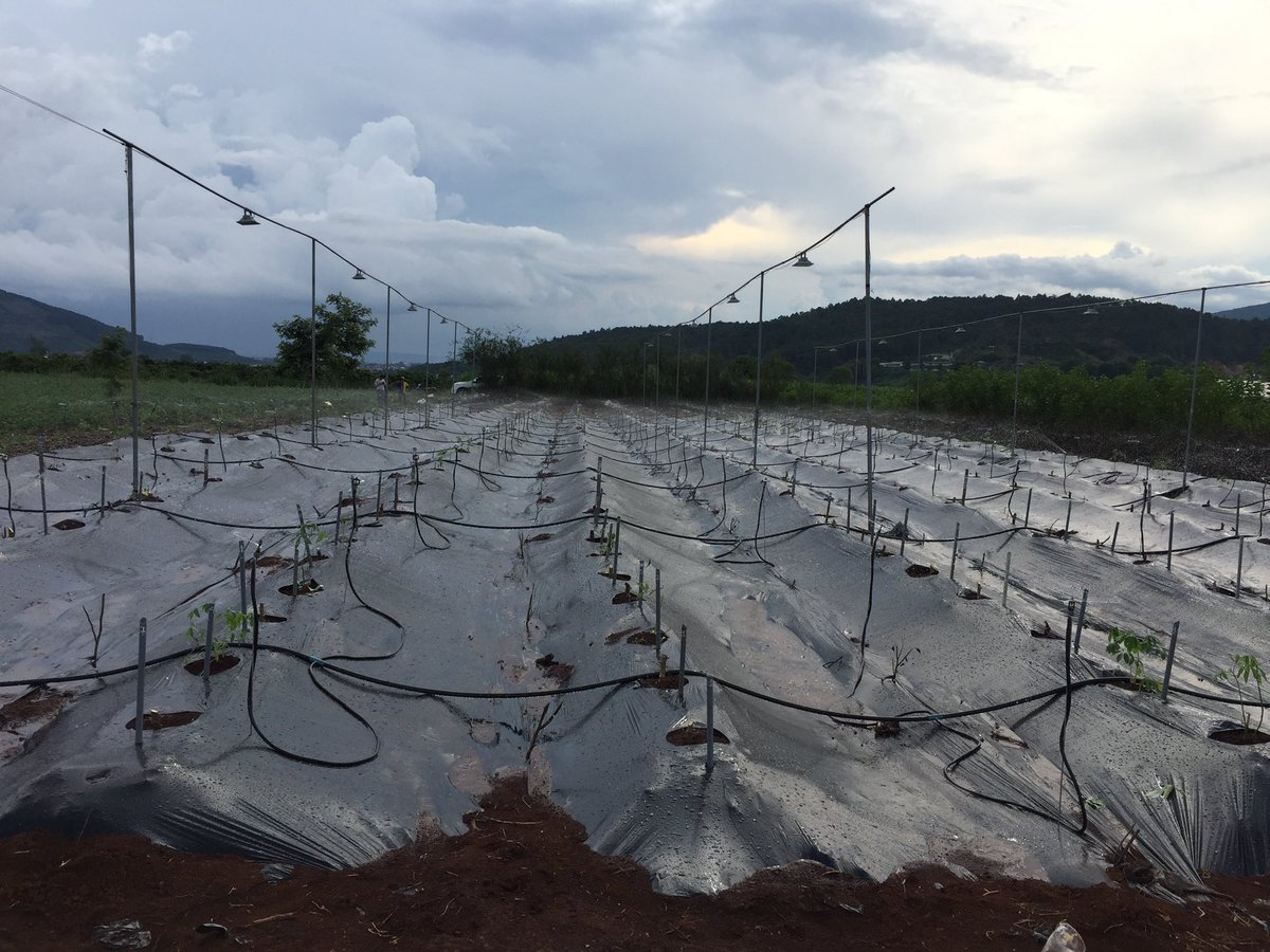 CassDiseaseAsia's tweet photo. #HLARC & @BiovIntCIAT_eng establish the 2021 #cassava #crossing block & #redlights π¨for flowering induction, continuing to introgress #CMD #resistance into elite #Vietnamese π»π³ industrial varieties. Racing the weather β and COVID π¦ lockdowns. @ACIARAustralia @RTB_CGIAR https://t.co/cFzmzlerdC