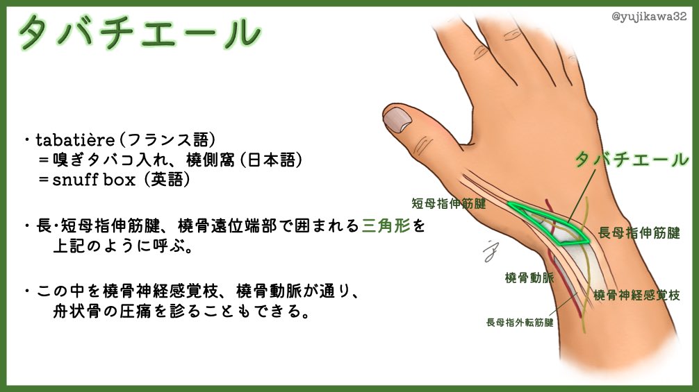 ユジカワ 整形dr イラストレーター 何かと話題の 手の内側の三角形 タバチエール 嗅ぎタバコ入れ Snuff Boxなどと呼ばれるが 舟状骨の触診位置としても重要 シャントにも使われるが そちらはあまり詳しくない イラスト日記 タバチエール ユジカワ 整形dr イラストレーター 何かと話題の 手の内側の三角形 タバチエール 嗅ぎタバコ入れ Snuff Boxなどと呼ばれるが 舟状骨の触診位置としても重要 シャントにも使われるが そちらはあまり詳しくない イラスト日記 タバチエール