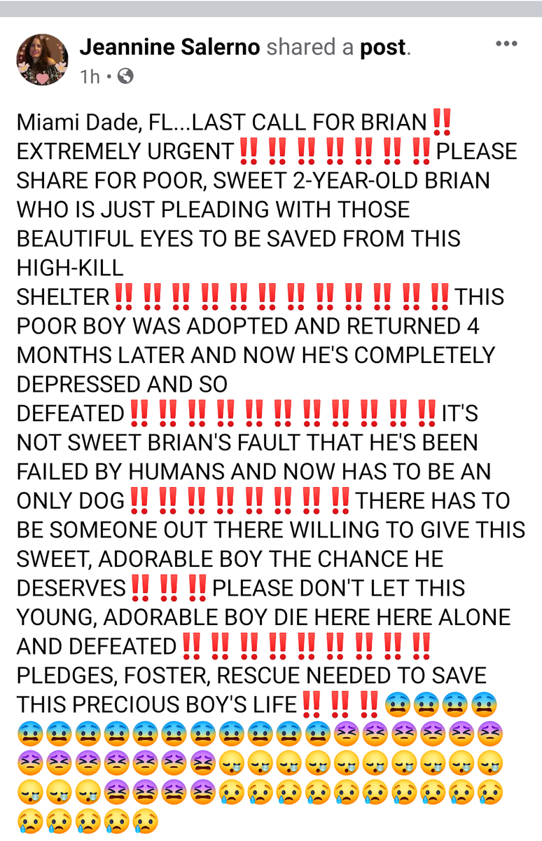 kaylamarie413's tweet photo. #FINALPLEA #911 #LASTCALL #DEADDOGWALKING #MiamiDade#FL. Brian #A2194117 needs to be only pet needs #pledges #foster 305-884-1101 https://t.co/TQc2VdOyoi