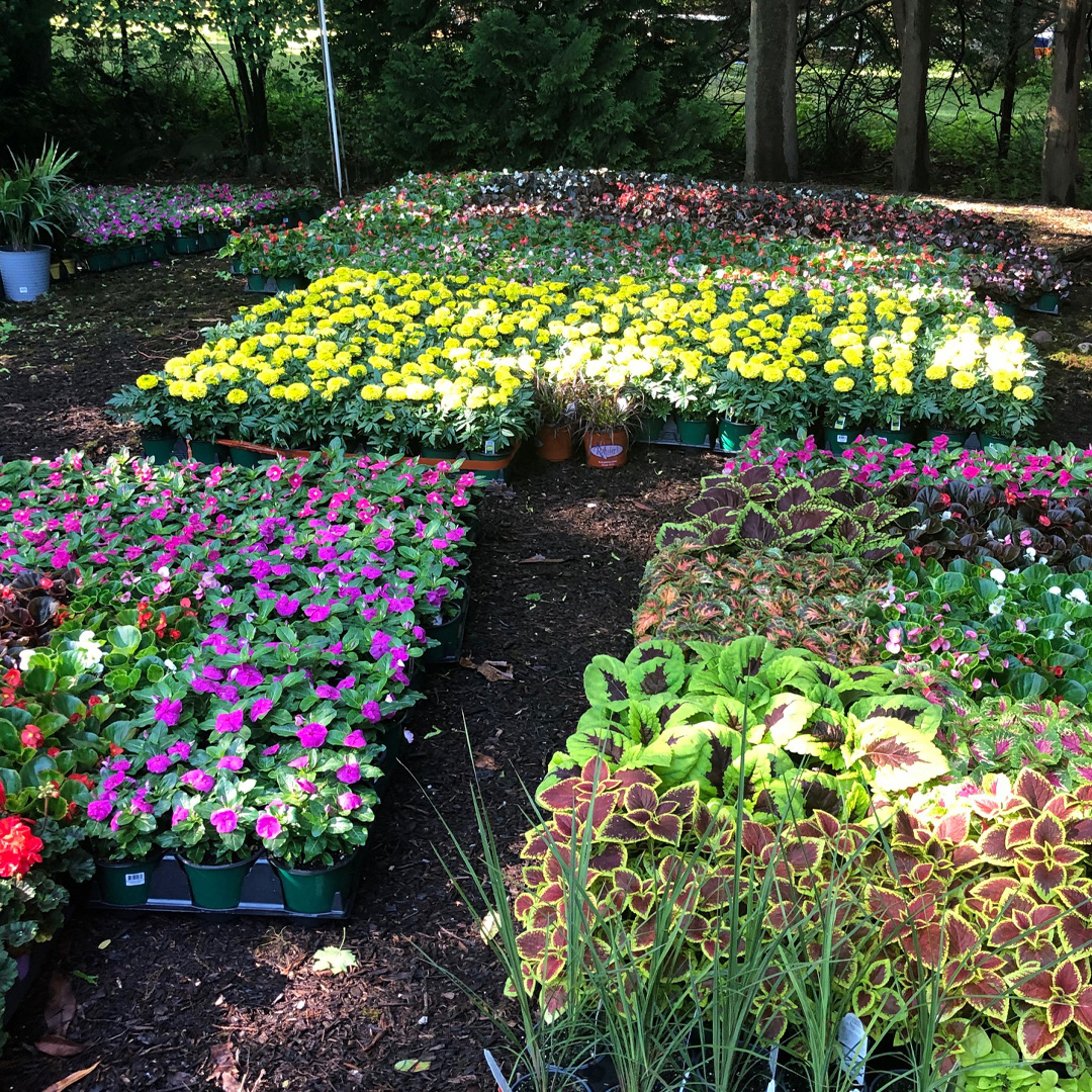 ChrisJamesLands's tweet photo. We are sold out for spring 2021! Annual flowers and most other landscape services are all booked up. CJL’s focus will be serving our full-service clients. Don’t forget to sign up early next spring! #signupearly #fullservicelandscaping #flowers #2021 #landscaping #annualflowers https://t.co/2QVnrHdGHh