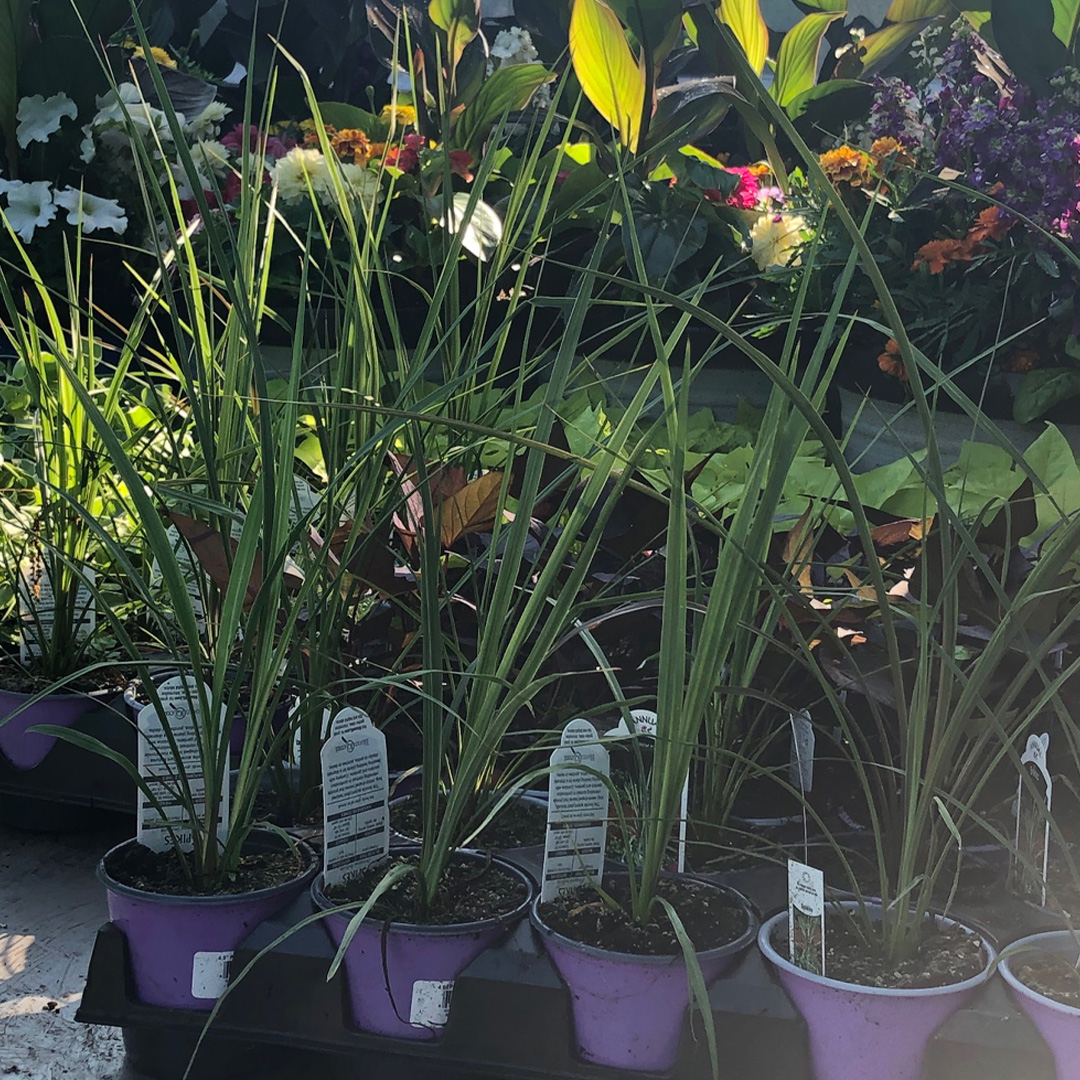 ChrisJamesLands's tweet photo. We are sold out for spring 2021! Annual flowers and most other landscape services are all booked up. CJL’s focus will be serving our full-service clients. Don’t forget to sign up early next spring! #signupearly #fullservicelandscaping #flowers #2021 #landscaping #annualflowers https://t.co/2QVnrHdGHh