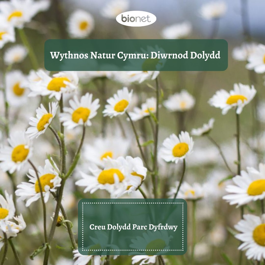 BionetNEWales's tweet photo. Click on the Spotlight ‘More Meadows’ project on our website:
https://t.co/TWSGVPNg0N
Cliciwch ar y prosiect ‘Mwy o Ddolydd’ ar ein gwefan:
https://t.co/TWSGVPNg0N
#WNW2021 #MeadowsDay #WalesNatureWeek https://t.co/VObWHHBCly
