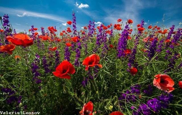 constacon's tweet image. Macii dobrogeni info-delta.ro/blog/foto-cu-m…