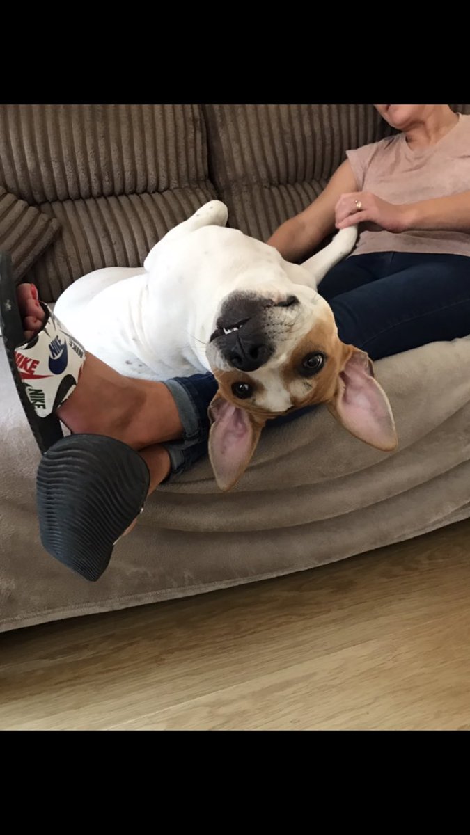 mezski's tweet image. I think Bobby is broken 😀🙃 crazy dog #6monthsold @stafirdshirebullterrier