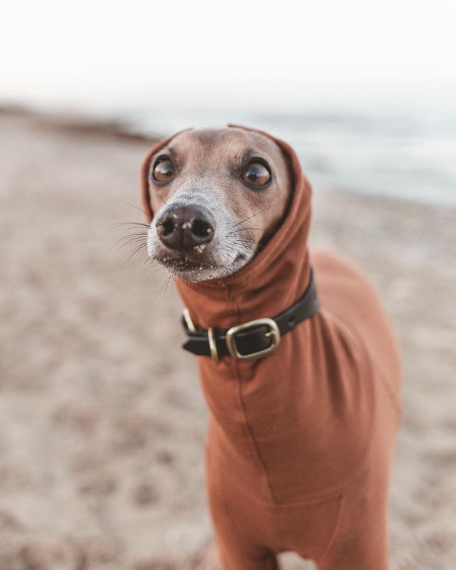 pawzyco's tweet photo. There are plenty more pebbles on the beach... but none are as unique as Lino! 🏖️
-
Photo via linotheiggy 📸 https://t.co/GYGjDuXZIe