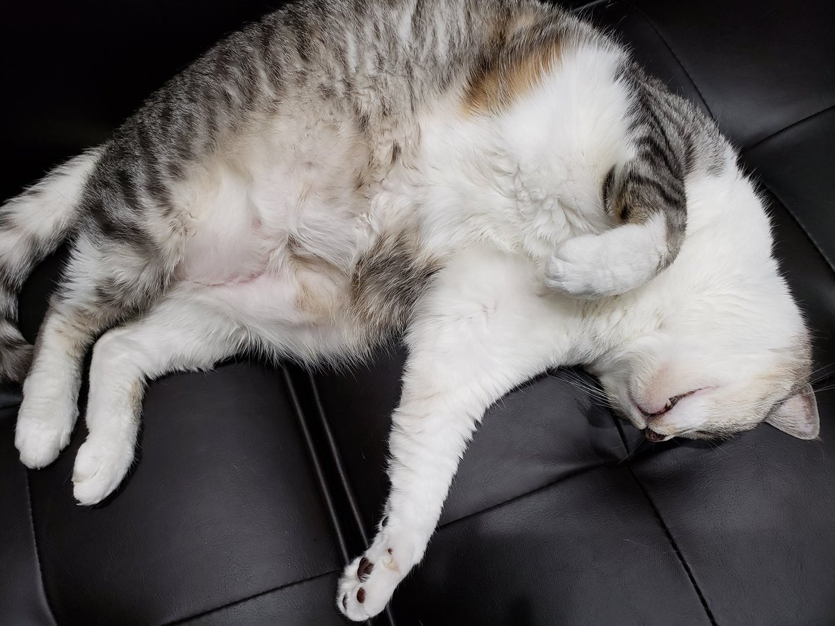 ねている
ねこ