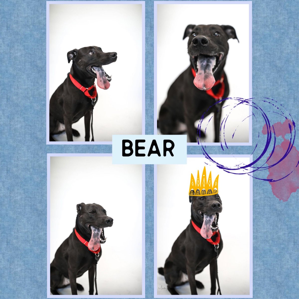CNY_SPCA's tweet photo. Todayβs King of #TongueOutTuesday is Bear! This handsome, smart 3 yr old boy is looking for a new beginning. Email sm@cnyspca.org to meet this beautiful boy!
#newbeginnings #adoptBear #adoptdontshop #cnycentral #cny https://t.co/uKhJsQWpmO