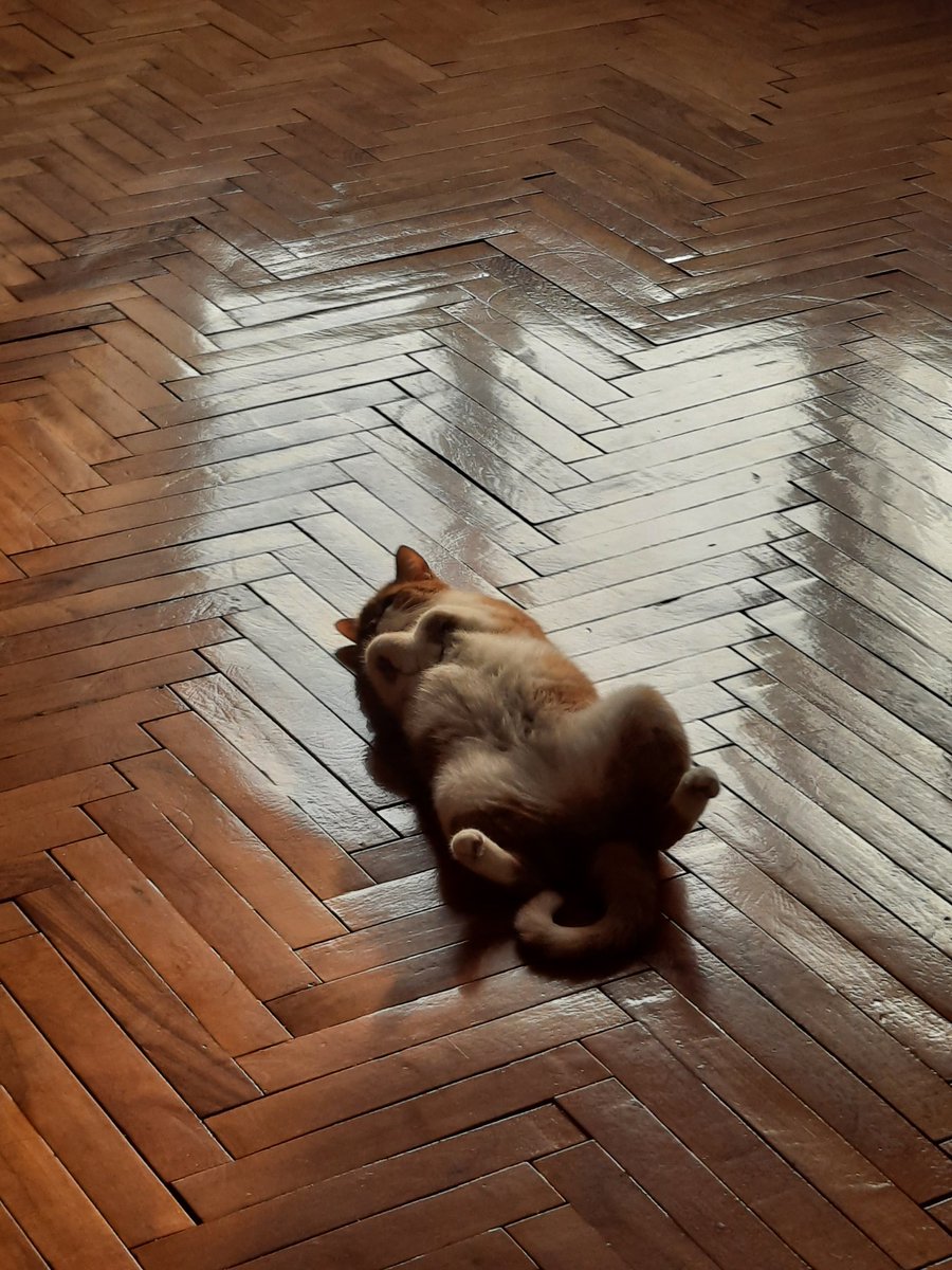 miss_cam's tweet photo. Немного солнечного котика 💕 https://t.co/81bL7ZYO1u
