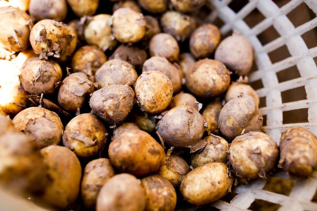ComberMarket's tweet photo. @McBridesOnTheSq will be serving up Horners Comber Earlies this Thurs 3 June at @ComberMarket between 10.30 to 11.30am - simply with salt, pepper and butter.
Combers finest export!
#ComberFarmersMarket #BestNILocalMarket #supportlocal #ComberSpuds https://t.co/mkw7GwRaMR