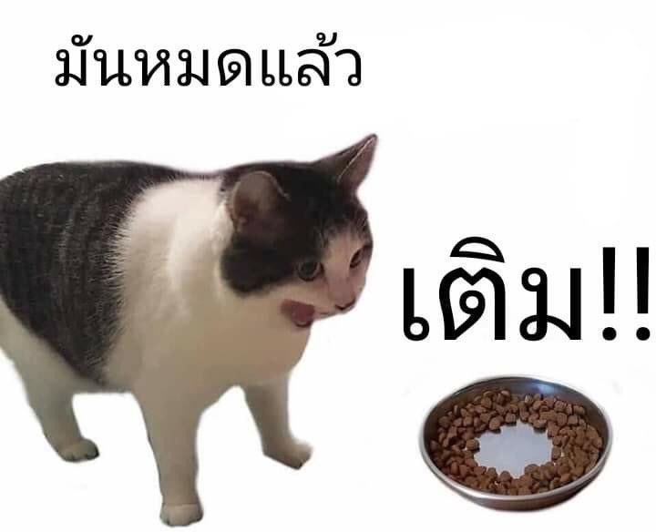 เหมือนแมวที่บ้านเลย