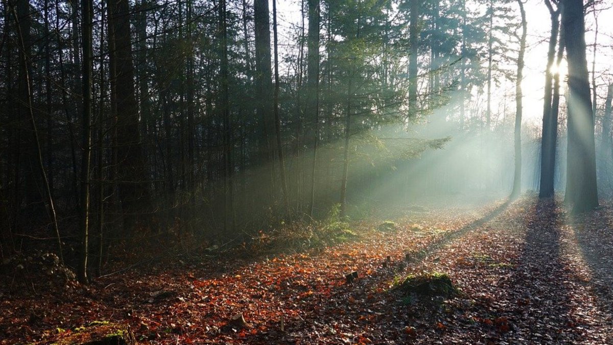 Trip in het bos gaat fout: vier jaar cel en tbs na steekpartij in Ellecom..