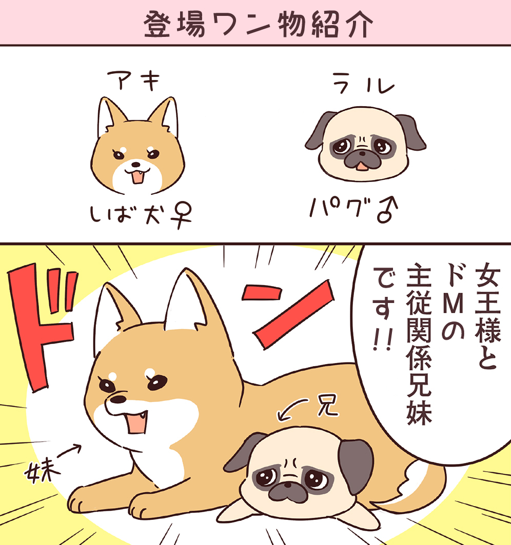 ごえたむ パグと柴犬兄妹の日常 ごえたむ パグと柴犬兄妹の日常