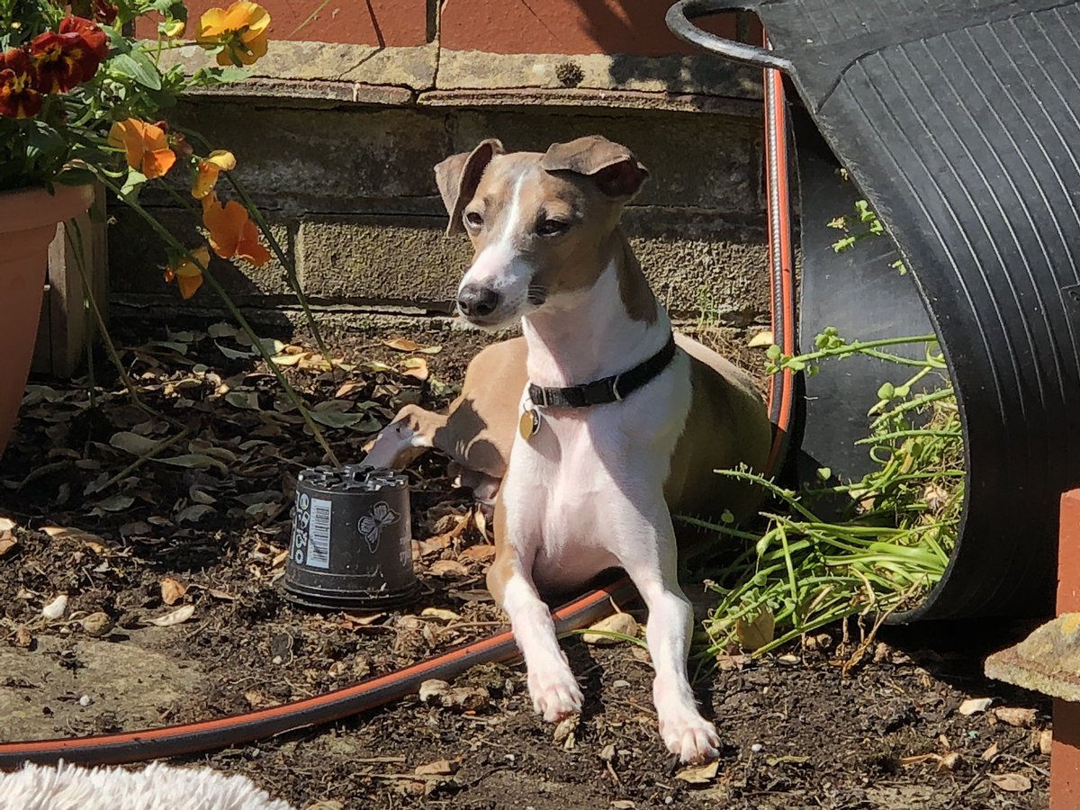 How to Dog: find the muckiest part of the garden and lay right in it. You’re welcome.

#italiangreyhound #galgo #iggy #iggies #iggiesoftheworld