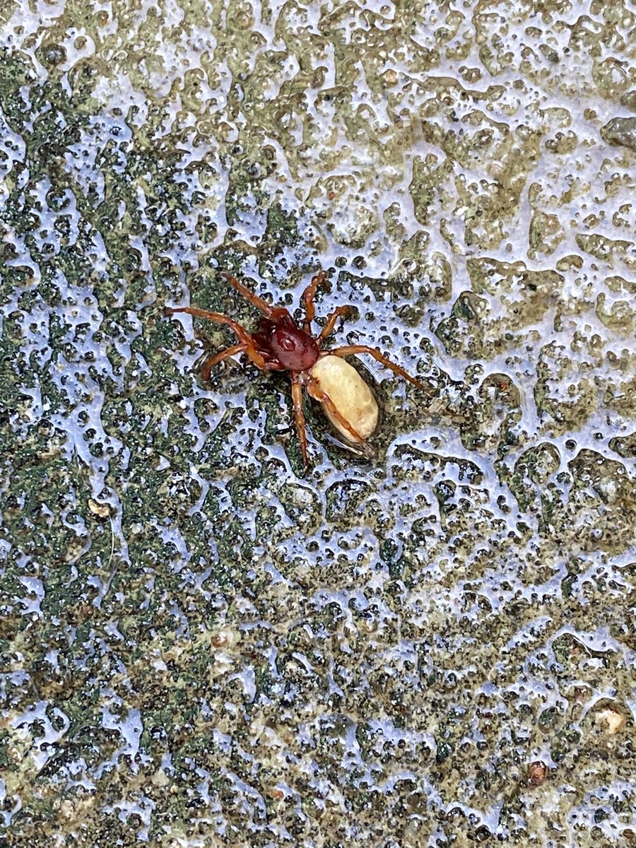 jessfcknsayit's tweet photo. Gardening was all fun and games and until THIS THING crawled out of my watering can https://t.co/gikvPkWiOp
