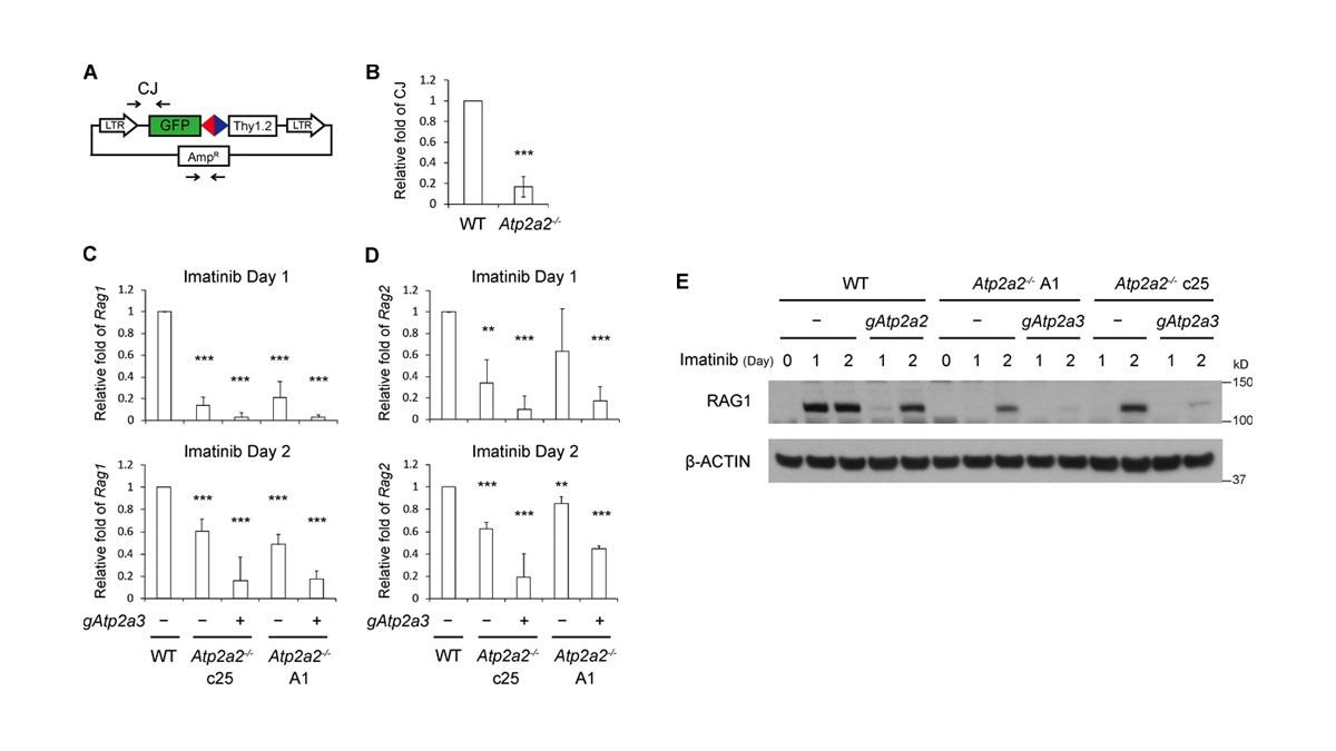 Journal of Experimental Medicine (@jexpmed) on Twitter photo Sarco/endoplasmic reticulum Ca2+-ATPase (SERCA) activity is required for V(D)J recombination, say Chun-Chin Chen, Bo-Ruei Chen, <a href="/BarrySleckman/">Barry Sleckman</a> and colleagues: bit.ly/3uh8h4J
#Immunodeficiency #GenomeStability Sarco/endoplasmic reticulum Ca2+-ATPase (SERCA) activity is required for V(D)J recombination, say Chun-Chin Chen, Bo-Ruei Chen, <a href="/BarrySleckman/">Barry Sleckman</a> and colleagues: bit.ly/3uh8h4J
#Immunodeficiency #GenomeStability