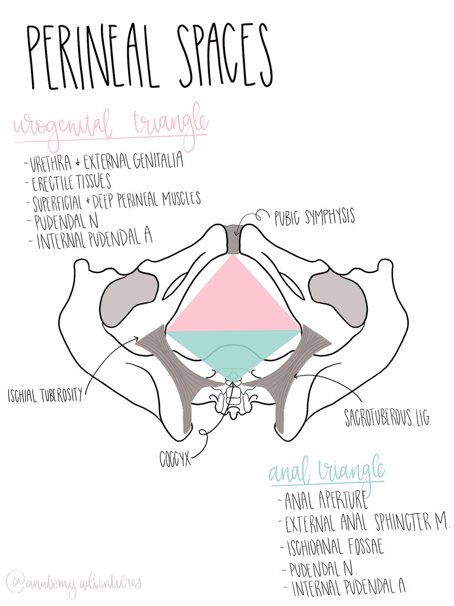 rodsquadpod's tweet photo. Perineal Spaces drawn by my school’s anatomy fellow @anat_adventures Follow her IG:@anatomyadventures! #uroanatomy #urology #anatomy #anatomyart #anatomystudy #drawing #sketch #art #humananatomy https://t.co/qdgHPTUnxX