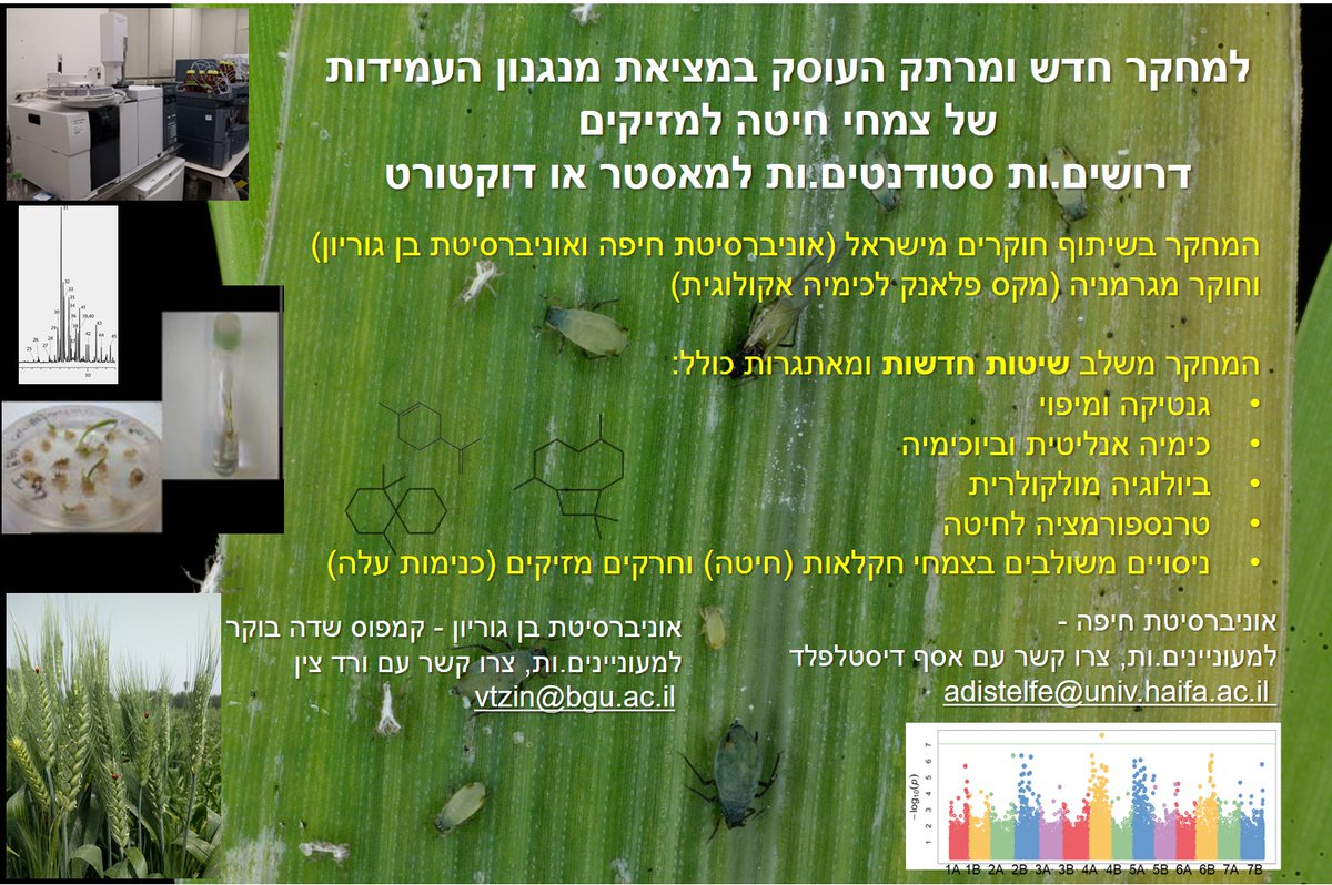 Vered Tzin (@plantzin_lab) on Twitter photo Please RT. We are looking for PhD and/or MSc students to join our collaborative project on the biosynthesis and function of benzoxazinoids as defense metabolites in wheat
Assaf Distelfeld (Haifa) adistelfe@univ.haifa.ac.il
Vered Tzin (Sde Boker) vtzin@bgu.ac.il Please RT. We are looking for PhD and/or MSc students to join our collaborative project on the biosynthesis and function of benzoxazinoids as defense metabolites in wheat
Assaf Distelfeld (Haifa) adistelfe@univ.haifa.ac.il
Vered Tzin (Sde Boker) vtzin@bgu.ac.il