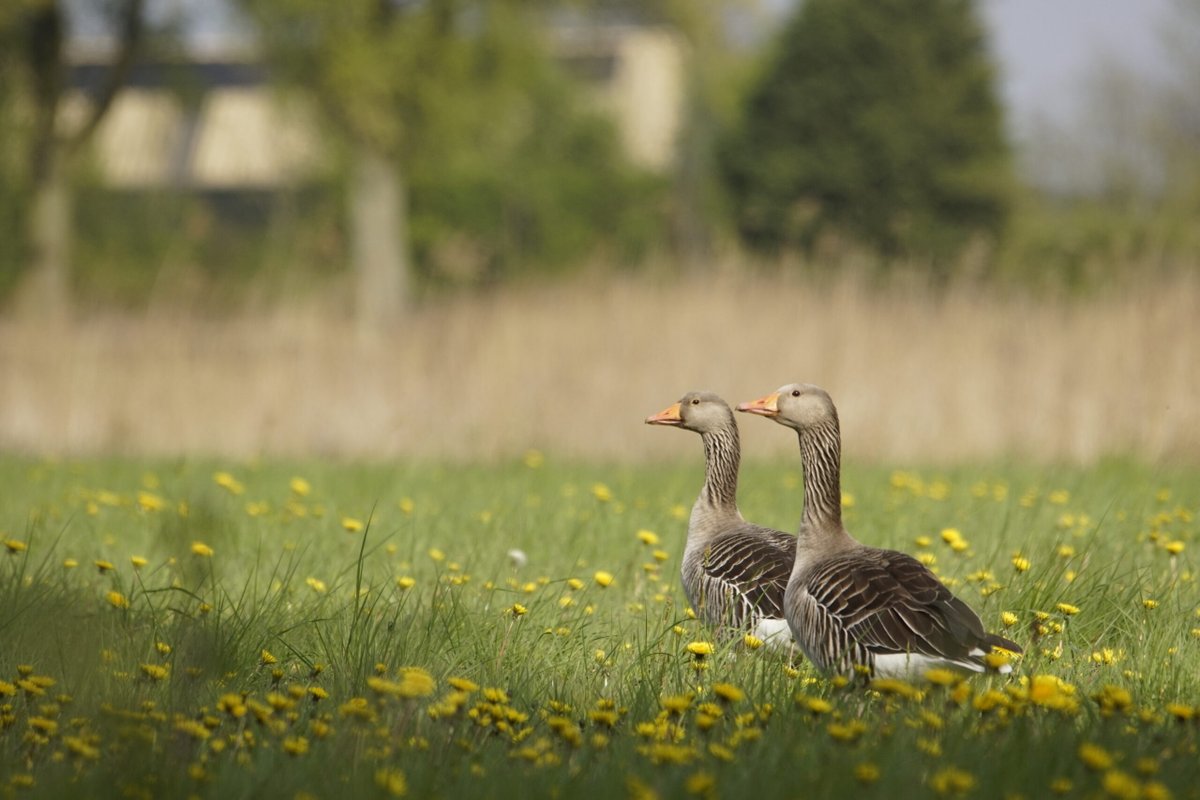 BIJ12nl's tweet photo. Een evenwichtiger #ganzenbeleid is noodzakelijk. Lees hier het advies van de Maatschappelijke Adviesraad #Faunaschade: 👉 https://t.co/xiedUwwALk #ganzen #ganzenschade https://t.co/eiQ7HXHq49