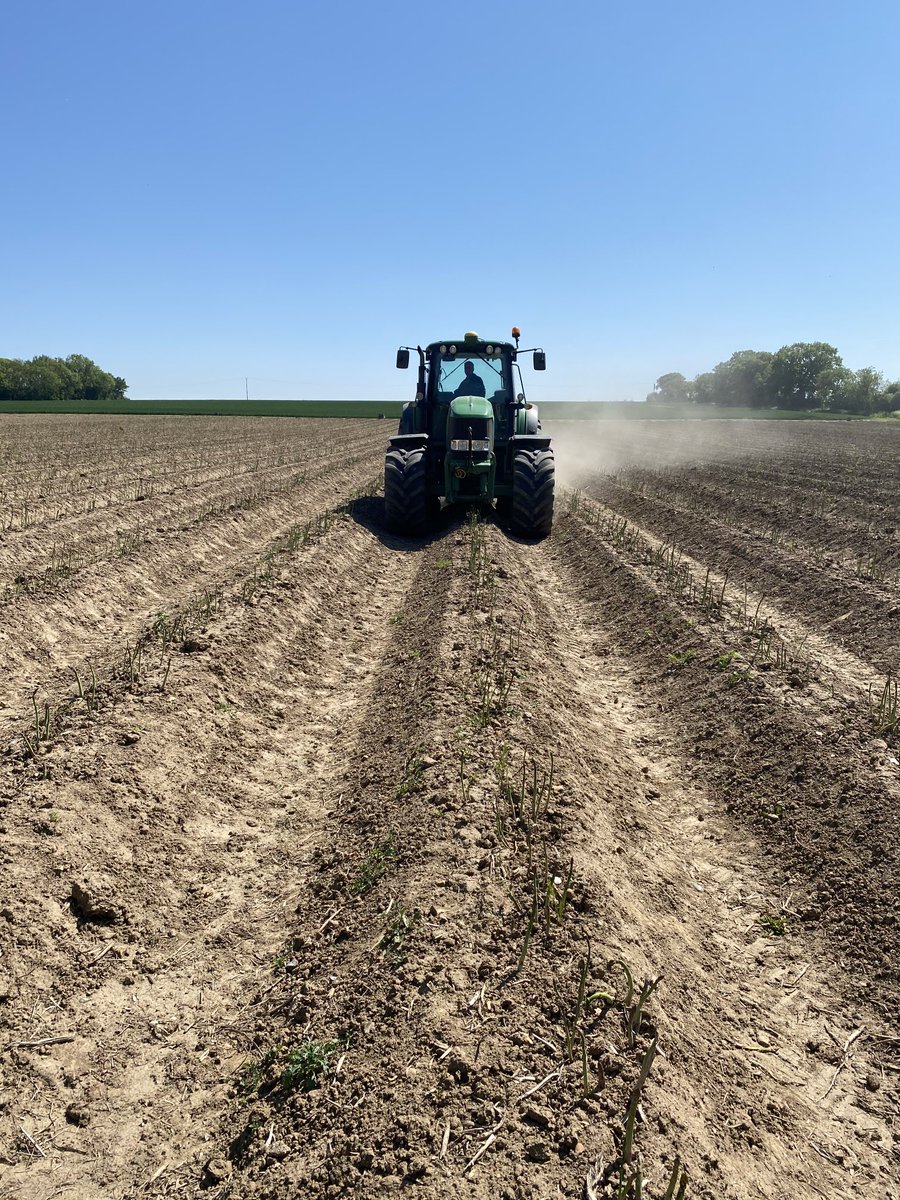 Mowing off asparagus that can’t be cut due to lack of suitable labour. Half of the area will be unharvested this year.