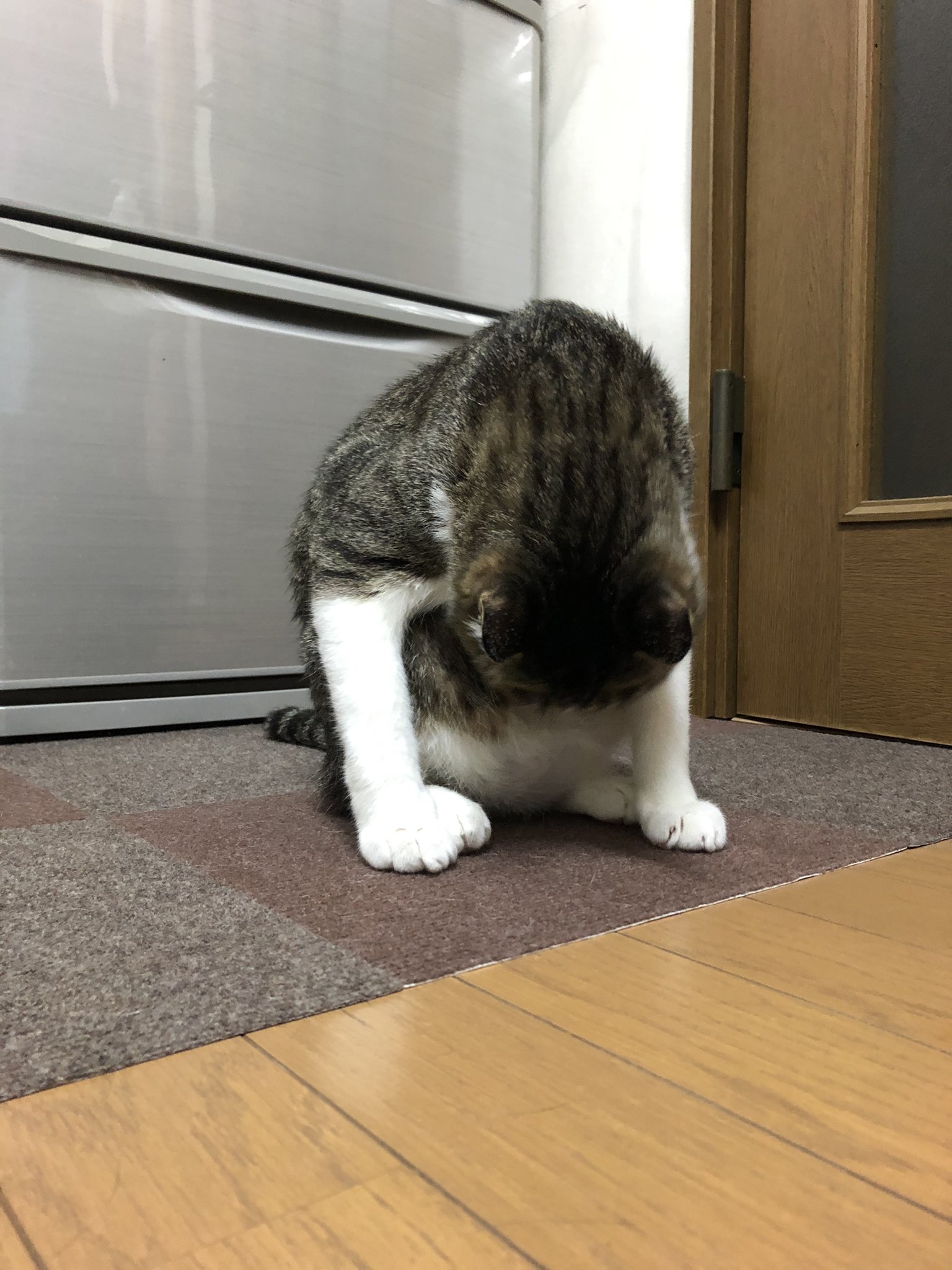 土下座猫 Twitter Search Twitter