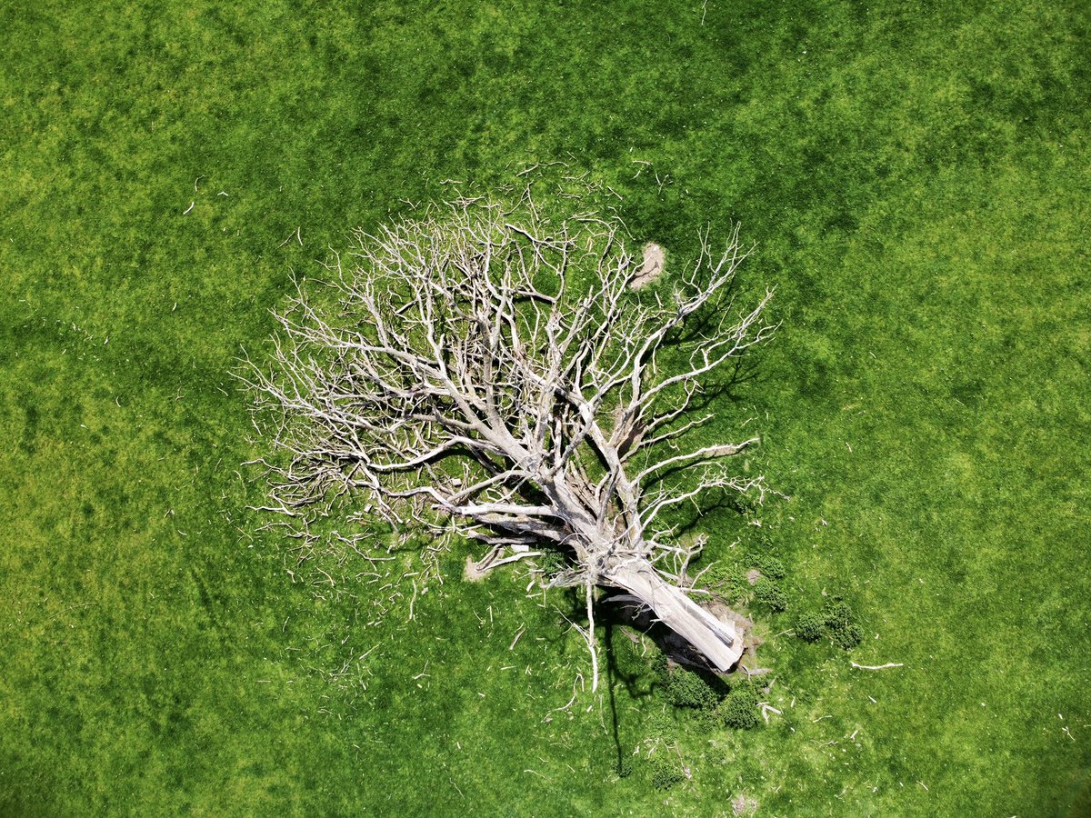 Casualty of Winter. 

#drone #dronestagram #dronephotography #dronelife #droneoftheday #dronefly #dronepilot #aerialphotography #photography #dronephoto #droneshots #pro #dronesdaily #dronevideo #droneporn #quadcopter #aerial #satellite #pictures #winter #trees #uk #nature #earth