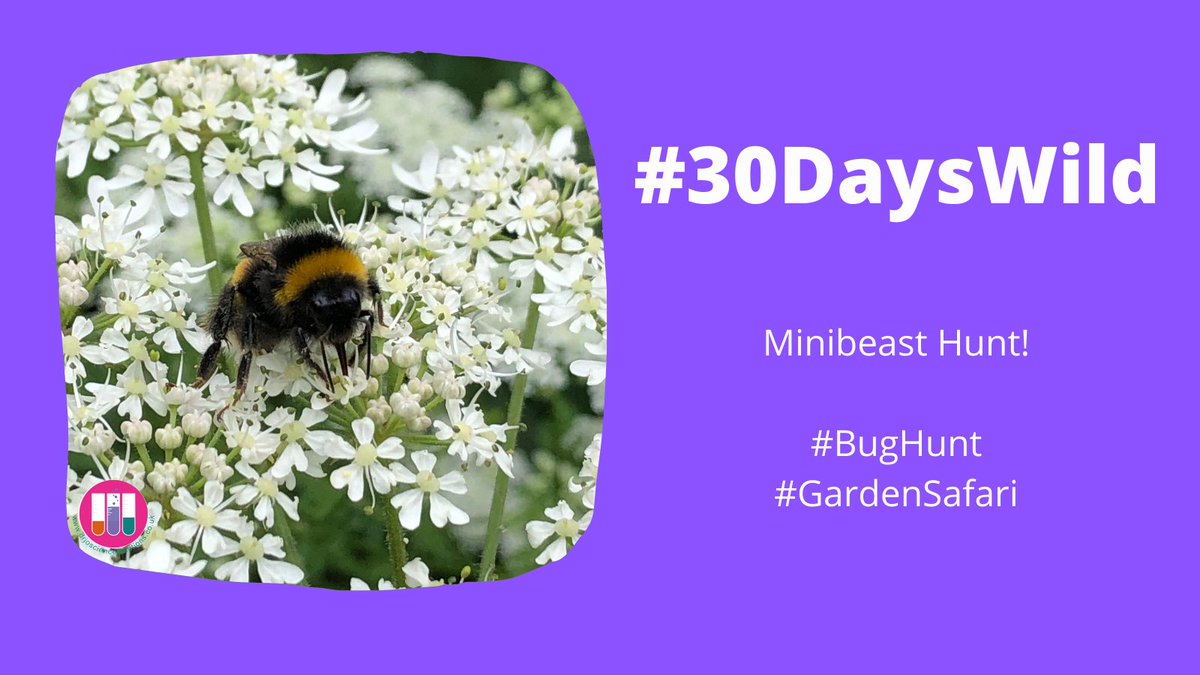 DrJoScience's tweet photo. #30DaysWild #Day4
Why not go on a mini beast hunt and see what invertebrates you can find?
#BugHunt #GardenSafari #BugSafari #365DaysWild #Nature #Minibeasts #Arthropods #Insects #Gastropods #Invertebrates #Habitats #PrimaryScience #PriSci https://t.co/ACsnr0eNqN