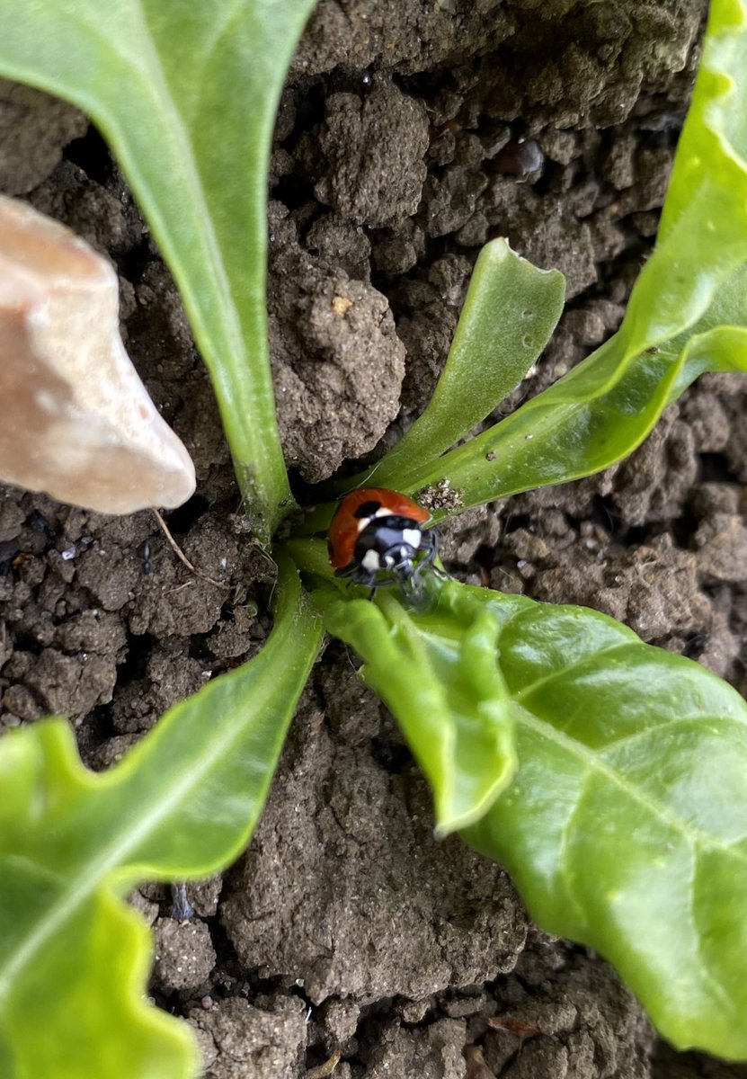 This is my attempt at food photography- a ladybird engorging on an aphid. I’m hoping it wasn’t a chance find and was being replicated across the farm! A much more satisfying image than a perfectly arranged flambé with a well constituted jüs <a href="/BBRO_Beet/">BBRO_Beet</a>