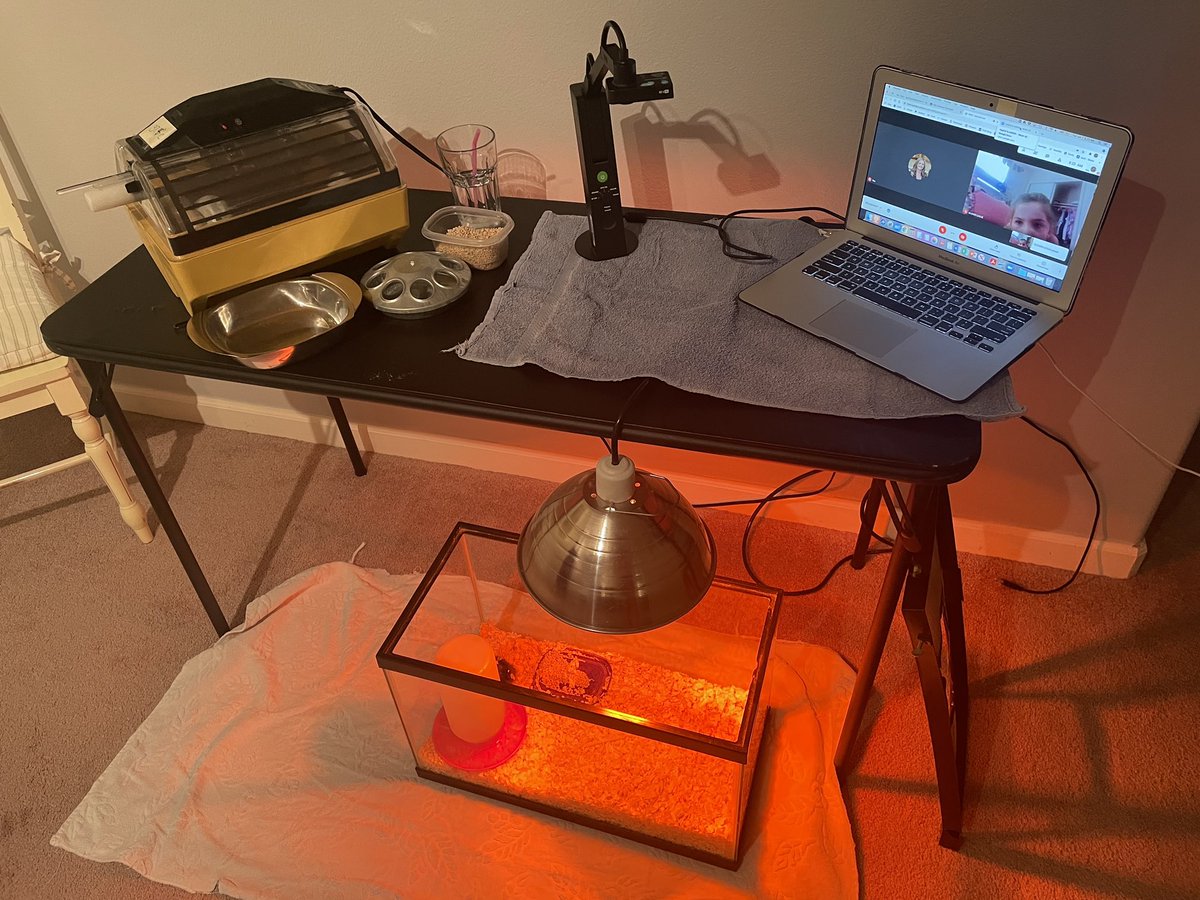 Mrs. Galloway’s first graders-Science through distance learning! #PVES