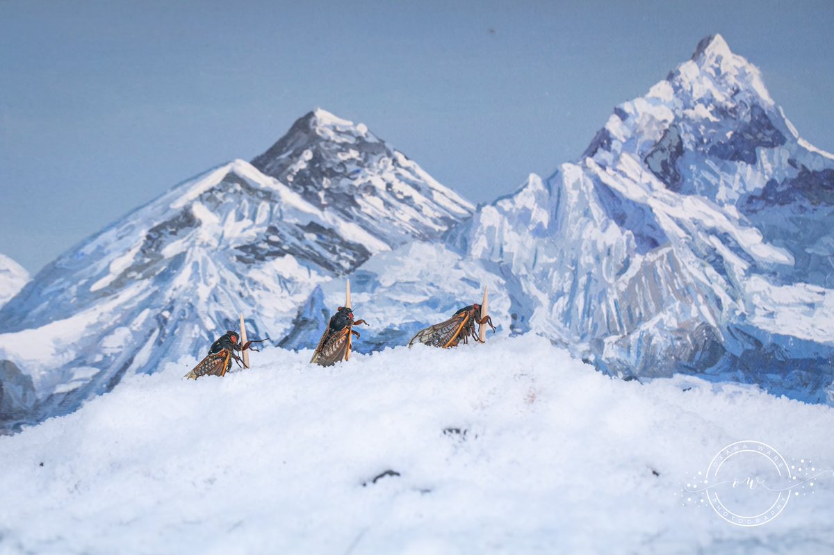 OxanaWare's tweet photo. The Everest adventure was a very risky one! Only one cicada finally made it to the top after a crazy snow storm and avalanche #cicada #cicadas #CicadaBroodX #BroodX #everest2021 https://t.co/9Y2zZL8QZg