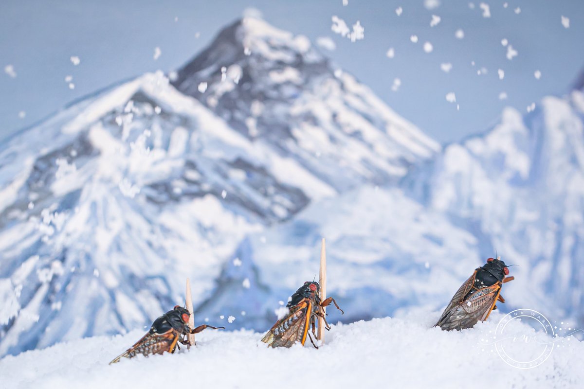 OxanaWare's tweet photo. The Everest adventure was a very risky one! Only one cicada finally made it to the top after a crazy snow storm and avalanche #cicada #cicadas #CicadaBroodX #BroodX #everest2021 https://t.co/9Y2zZL8QZg
