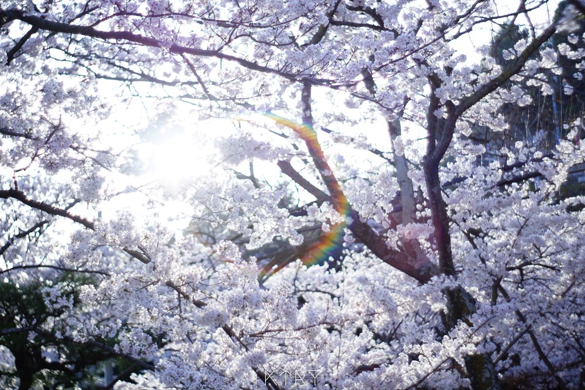 ryh_artpic's tweet photo. old_lens all seasons

#photography #coregraphy #ファインダー越しの私の世界 #キリトリセカイ #lightroom #ktrygallery #camera #α6000 #old_lens

↓Instagramでも投稿しています🙌
#ktrygallery で検索🔍

https://t.co/wPRqA0C0wT https://t.co/IiBiBir6Kh