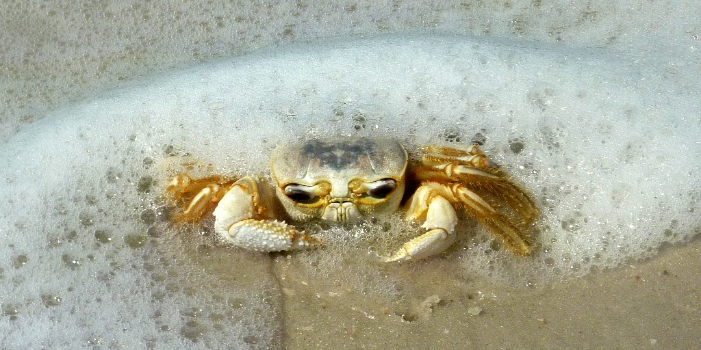 If you're feeling crabby and need an extra beach day, then we agree.  #takeone #mexicobeachfl #lovemexicobeach