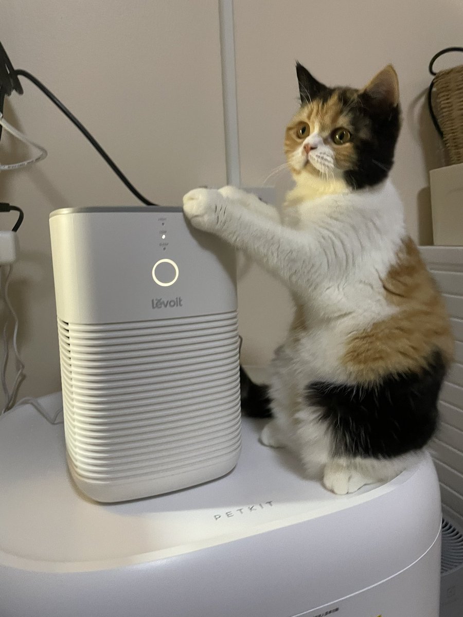 ลองใช้เครื่องฟอกอากาศตัวใหม่ได้เกือบเดือนละ ยี่ห้อ levoit ที่ชอบคือตัวมันเล็ก เสียงเบา แต่กรองกลิ่นโอเคมากเอาวางไว้บนส้วมแมว ที่สำคัญคือใส่น้ำมันหอมระเหยได้ด้วยๆๆๆกรี้ดๆๆๆ หมดปัญหาเรื่องสุขภาพกลิ่นจริงๆ อยู่ร่วมห้องกับก้อนสามสีที่นั่งอยู่ทางขวาได้แบบไม่ดราม่า