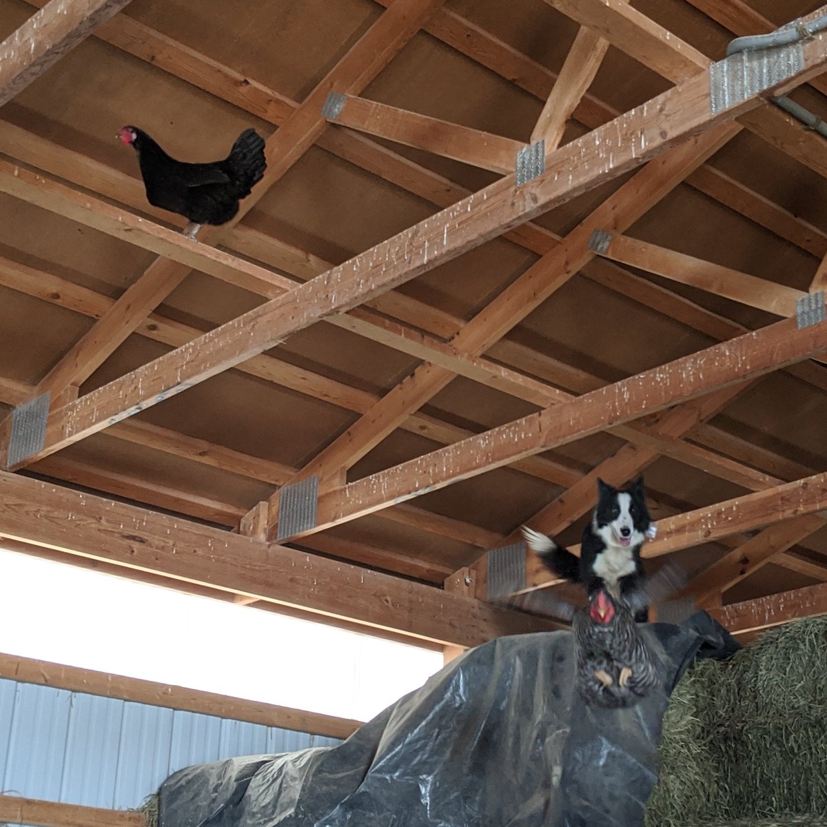 mile_four's tweet photo. Just another day at the "office" 😆
#backyardbirds #farmer #babybirds #birds #backyardpoultrymag #backyardpoultry #poultry #chickens #animalsinfluence #animals #birdofinstagram #raisinganimals #nature #animalplanet #babybird #birb #birbs #farmlife #countryliving #countrylife https://t.co/mztNWn0hpc