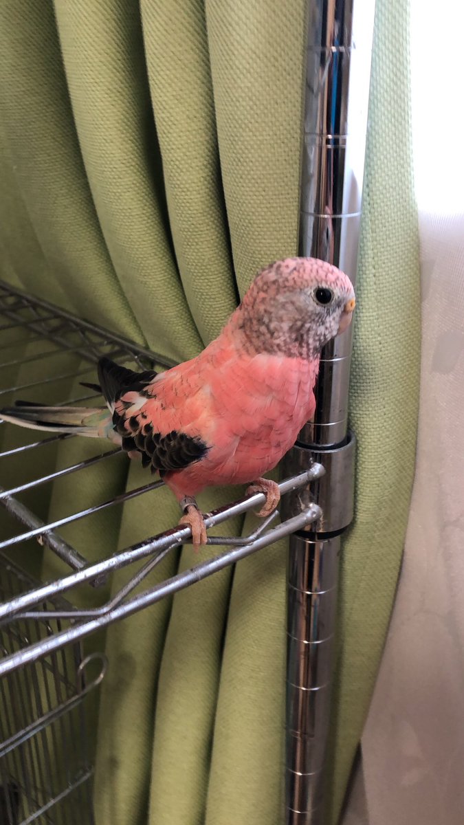 こつまる Kotumaru Sira Twitter