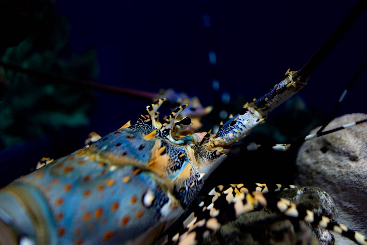 ニシキエビ Twitter પર હ શટ ગ