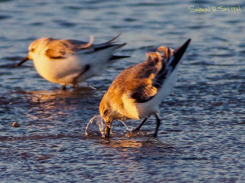 Splish splash.
#ventnorcity #sandpiper #shorebirds #waders #birds #audubon #njaudubon #southjersey #newjersey #abseconisland #southjerseyisbeautiful #newjerseyisbeautiful #naturephotography #birdphotography #njisntboring #njisbeautiful #olympuspen #olympusphotography #shaunrsmith