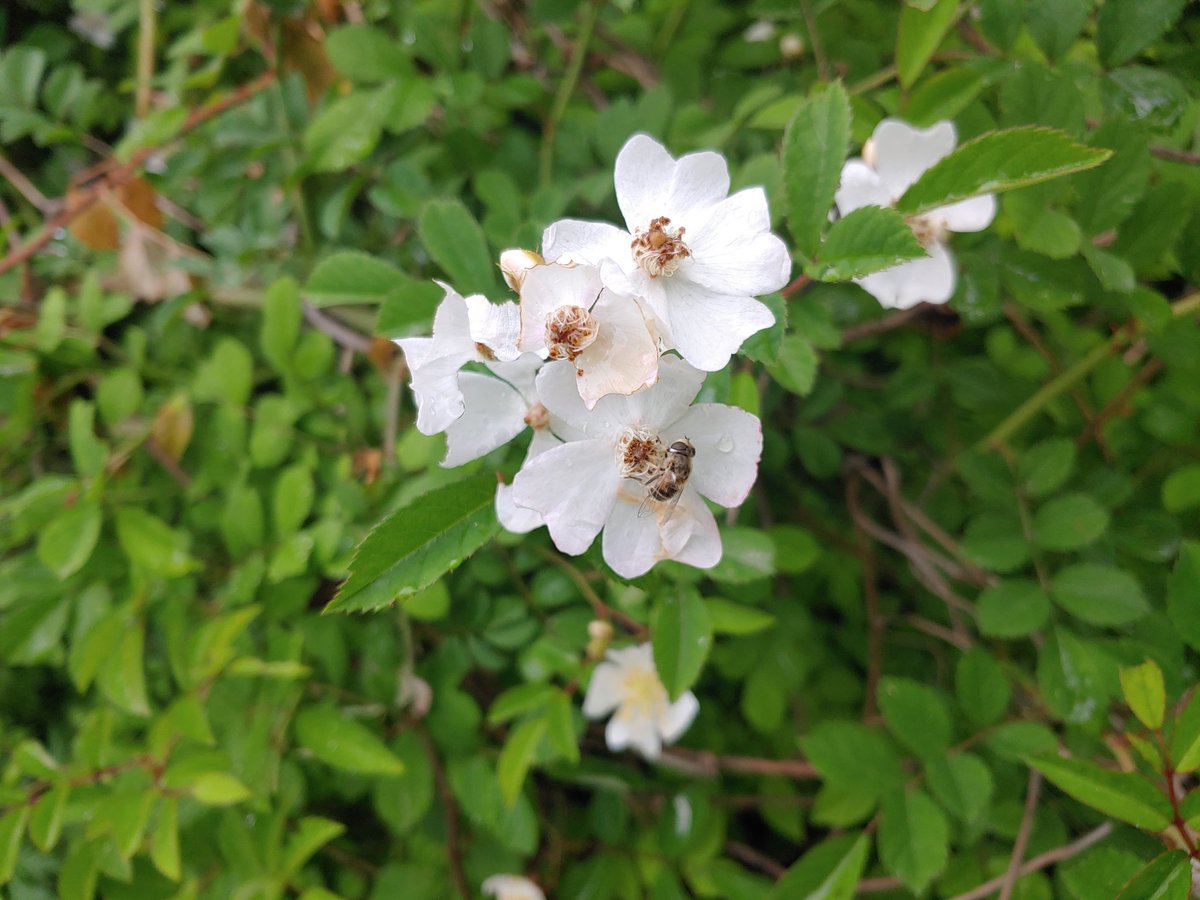 #찔레꽃#자연#풀