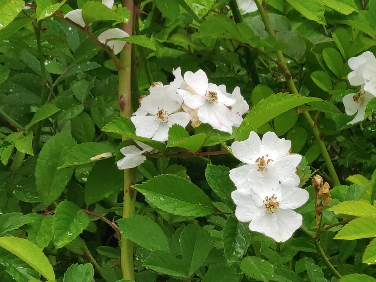 #찔레꽃#자연#풀