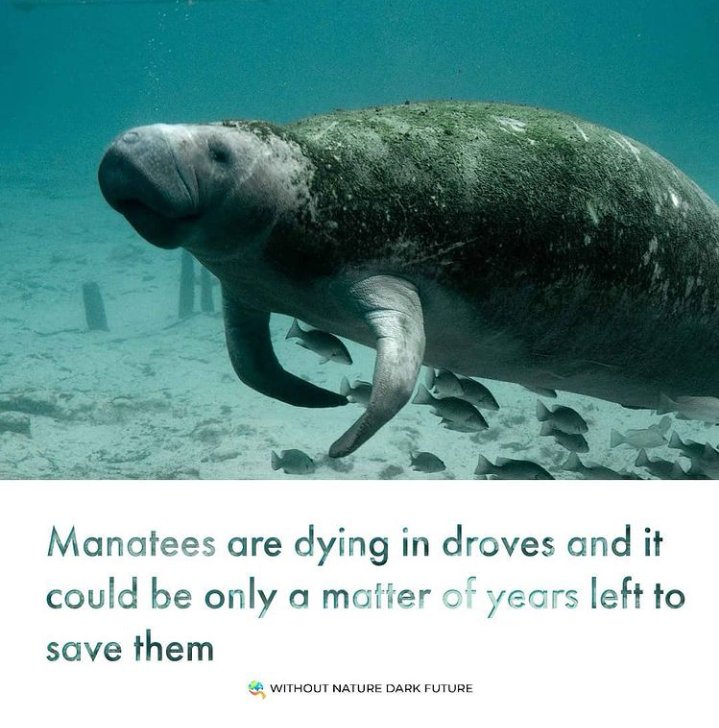 WNDFTweet's tweet photo. Manatees are large, fully aquatic, mostly herbivorous marine mammals sometimes known as sea cows. There are three accepted living species of Trichechidae, representing three of the four living species in the order Sirenia : https://t.co/vZyvxSsNw1
