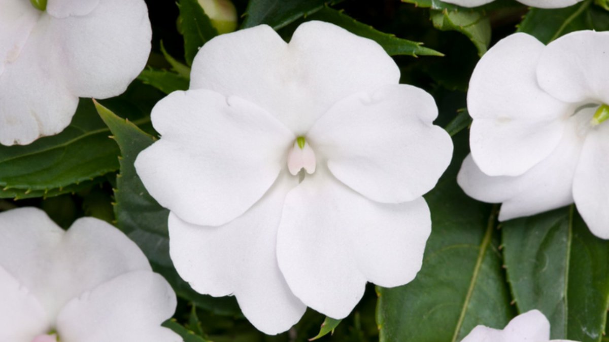 White is a key component in any garden. Impatiens Sunpatiens Compact White enjoys exceptional outdoor performance from May to October creating dazzling displays in both borders &amp; containers. They will look particularly good in the shade as the blossoms show up particularly well.