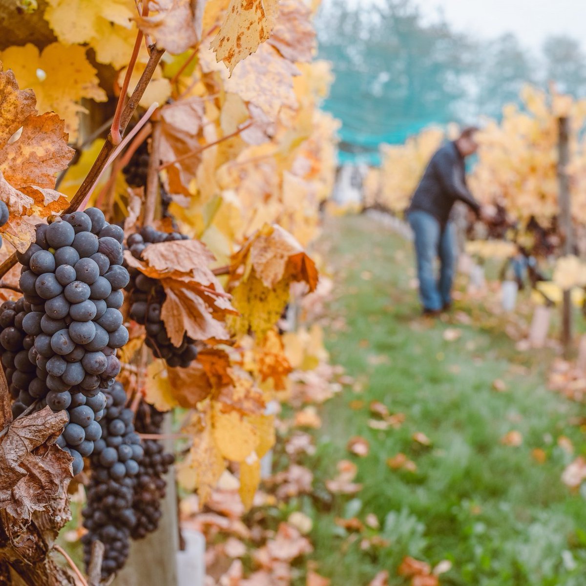 Vive una experiencia enoturística en la Región de O'Higgins. Recuerda que durante Cyberday todos nuestros tours del vino estarán con un 15% de descuento. ¿ Qué esperas? Escríbenos a hola@rutahistorica.cl