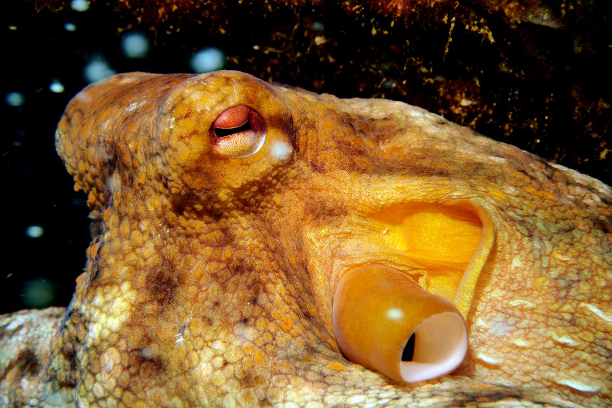 🐙 C'est le 1er juin et, comme chaque année, les mamans poulpes s'apprêtent à pondre leurs œufs et élever leur petits ! Pour les aider dans cette période critique, la pêche de loisir du poulpe dans les Calanques est interdite jusqu'au 30 septembre.
cutt.ly/znhWov0