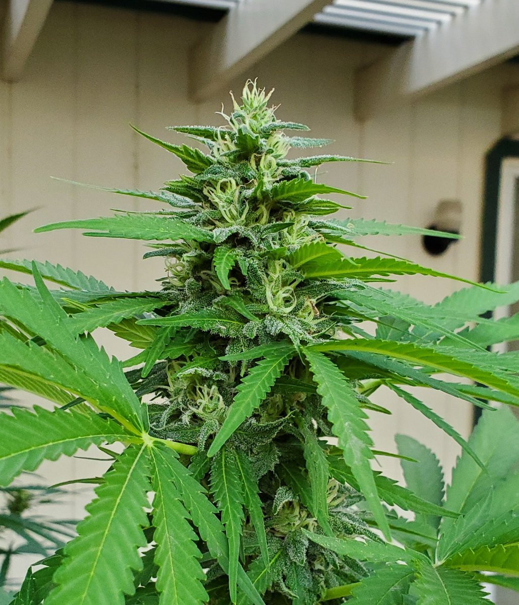 Damn, she's fine 😍🌿✌💚💨
